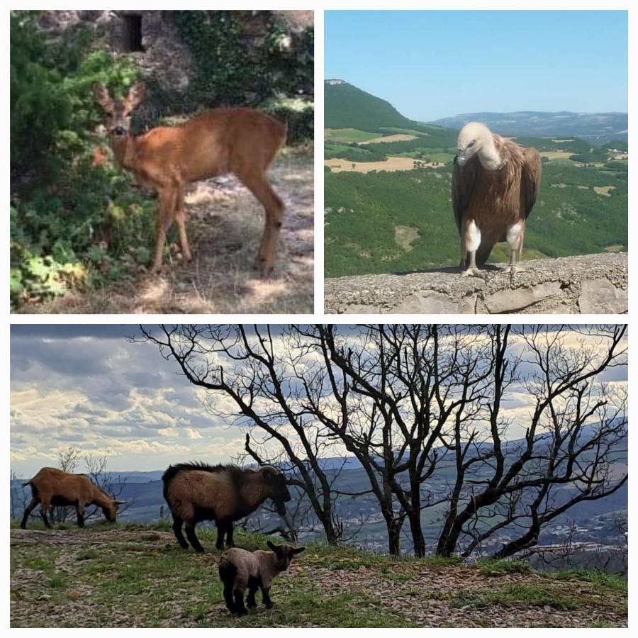 Le Passe Compose Villa Millau Dış mekan fotoğraf
